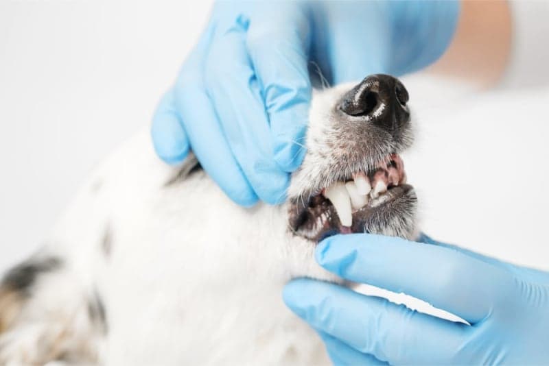 Common Dental Problems in Dogs Common Dental Problems in Dogs